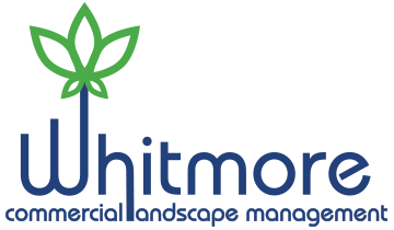 Whitmore Landscape